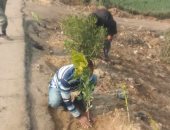 زراعة 84 شجرة مثمرة وأخرى للزينة بالطريق الدائري بمركز مطاي فى المنيا.. صور