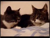 حوار مثير بين قطتين ثرثارتين يحظى بآلاف المشاهدات على "تيك توك".. فيديو