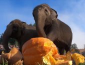 أفيال حديقة حيوان بولاية أمريكية تحطم ثمار القرع فى تقليد عمره 25 سنة.. فيديو