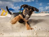 أمريكى يتخصص فى تصوير الكلاب على الشاطئ لمساعدتها على التبنى.. صور