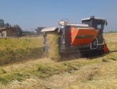 الانتهاء من حصاد 292 ألف فدان من محصول الأرز فى الشرقية.. صور