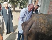 جامعة الزقازيق توجه قافلة بيطرية لقرية كفر أبو جبل مركز الزقازيق بالشرقية  