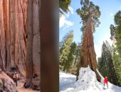أشجار عملاقة فى أمريكا يصل طول بعضها لـ 90 مترا.. أى حد يقف جنبها صغير 
