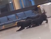 فيديو حقق ملايين المشاهدات.. كلاب تأمين مطار أمريكى تستمتع باللعب وقت راحتها