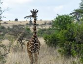 الحياة البرية فى أدغال كينيا.. حيوانات نادرة فى حديقة نيروبي الوطنية