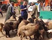 الزراعة: علاج 4000 رأس ماشية مجانا لصغار المربين بمحافظة أسوان