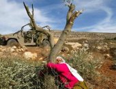 7 أشجار تتميز فلسطين بثمارها.. منها الزيتون والصبار والصنوبر