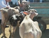 جامعة الزقازيق توجه قافلة بيطرية لقرية كفر أبو الديب بالشرقية