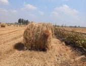 وزارة الرى تحدد 18 محافظة ممنوعة من زراعة الأرز.. الأقصر وقنا الأبرز