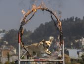قفزات ومغامرات.. فعاليات مهرجان الكلاب فى نيبال