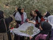 معرض فلسطينى عن أشجار الزيتون ضمن فعاليات بينالى البندقية 2024