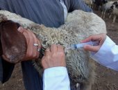 إطلاق قافلة بيطرية مجانية لفحص وعلاج مواشى المربين بالوراق