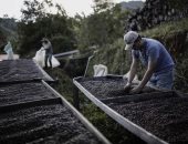 زراعة البن فى الظل.. "كوستاريكا" تسعى للحد من تأثير التغييرات المناخية