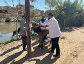 القانون يُحدد عقوبة مزاولة مهنة الطب البيطري بالمخالفة للقانون.. تفاصيل
