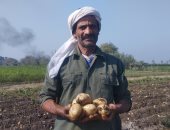 فرق من وزارة الزراعة للمرور على محصول البطاطس والفول بالمنوفية