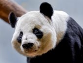 الصين تهدى اثنين من حيوانات الباندا لهونج كونج بمناسبة ذكرى"التسليم" الـ 27