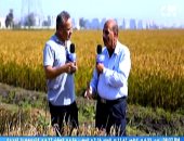 رئيس المشروع القومي لإنتاج الأرز: أصناف الأرز الجديدة تتحمل التغيرات المناخية