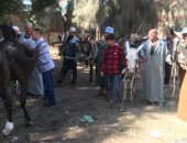 تقديم خدمات بيطرية بالقوافل لـ 754 من الخيول وتحصين 80 ألف رأس ماشية بكفر الشيخ