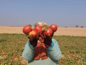 الطماطم منورة بالمزارع.. استمرار موسم الحصاد بحقول الشرقية.. صور