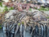 أخطبوط وثعبان بحر .. أسماك مختلفة وأنواع متعددة تزين سوق السمك ببورسعيد