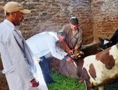تحصين 104 آلاف رأس ماشية بالشرقية ضد الأمراض الوبائية