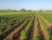 5 نصائح للمزارعين لحماية محصول البطاطس الصيفى من البرد.. تعرف عليها 