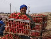 إنتاج الفدان يصل لـ1000 قفص.. شاهد فرحة مزارعى المنيا بمحصول الطماطم