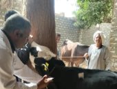 انطلاق الحملة الثالثة لتحصين الماشية ضد الحمى القلاعية والوادى المتصدع بالأقصر