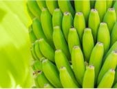 حرب الموز.. إكوادور تضطر للبحث عن أسواق جديدة فى أوروبا بعد توقف الصادرات لروسيا