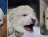 ولادة ثلاثة أسود بيضاء من السلالة النادرة فى حديقة حيوان فنزويلا.. فيديو