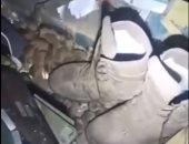 أوكرانيا ترسل قططا إلى الخطوط الأمامية لمواجهة غزو الفئران للخنادق.. فيديو