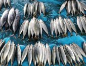 مبادرة مقاطعة الأسماك تؤتى ثمارها فى دمياط وتجاوب محلات لتخفيض الأسعار