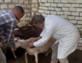تحصين 150 ألف رأس ماشية ضد مرض الحمى القلاعية وحمى الوادى المتصدع بالمنيا
