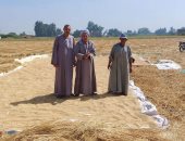 الشرقية تنتهي من حصاد الأرز.. و"البيئة" تجمع 112 ألف طن قش منذ بداية الموسم