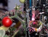 رواد محطة الفضاء يعثرون على الطماطم المفقودة فى المحطة منذ 8 أشهر