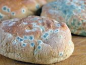 هل يمكن تناول الأطعمة المحتوية على العفن مثل الخبز والمكسرات؟.. دراسة تجيب
