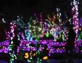 حدائق أمريكا تسقبل العام الجديد بالأضواء المبهرة