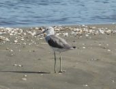 تسجيل أكثر من 200 نوع من الطيور ببحيرة المنزلة ومحمية أشتوم الجميل ببورسعيد