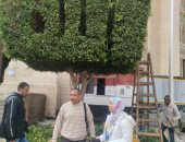 رفع كفاءة الأشجار بساحة مسجد  المرسى أبو العباس بالإسكندرية