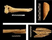 علماء الآثار فى إسبانيا: القدماء قاموا بتشريح الجثث