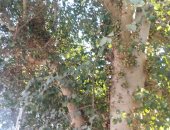 شاهد أقدم شجرة جميز بالمنيا.. تتميز بخضارها طوال العام وعمرها يصل لـ400 سنة