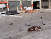 الكلاب لم تنجُ من القصف الإسرائيلي الغاشم على قطاع غزة.. فيديو وصور