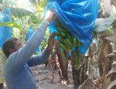 حصاد الموز بالمنيا.. الإنتاج مرتفع وعمر الشجرة يصل 8 سنوات.. فيديو وصور