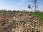 موسم الخير فى قنا.. بدء حصاد القصب.. 35% من إنتاج السكر فى مصر.. صور