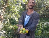 زراعة الليمون بالمنيا.. مزارع: يثمر بعد عام والشجرة تطرح نحو نصف طن.. صور