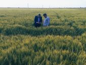 مركز المناخ ينصح المزارعين فى الوجه البحرى بعدم ري القمح حتى الجمعة