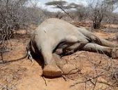 الجفاف يعصف بحياة الأفيال فى زيمبابوى.. ونفوق أكثر من 100 فيل بالحديقة الوطنية