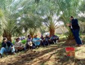 زراعة الوادى الجديد: عقد ندوة حقلية عن سوسة النخيل الحمراء في مدينة موط