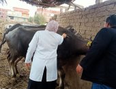 تحصين 246 ألف رأس ماشية ضد مرض الحمى القلاعية والوادى المتصدع بالغربية