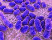 علماء يكتشفون نوع من المضادات الحيوية تقتل البكتيريا المقاومة للأدوية